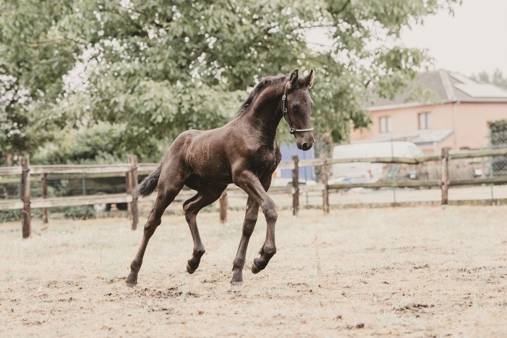 Luxe Fries veulen, Cheval de dressage, Avec pedigree, 160 à 165 cm, Étalon