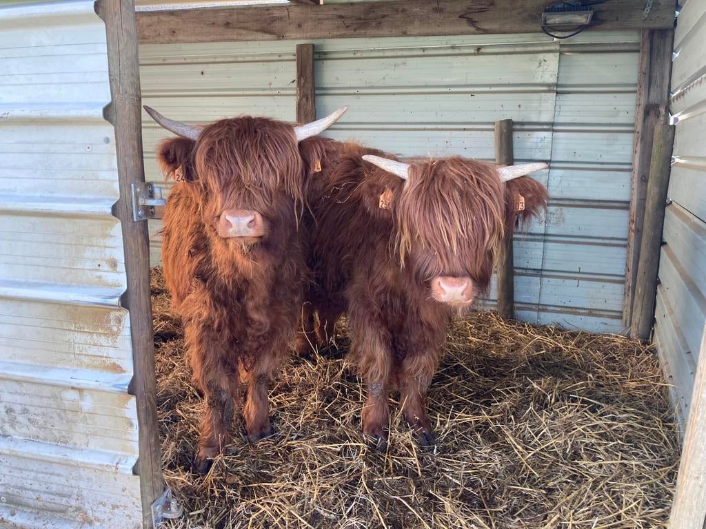 Jonge schotse hooglander vaarzen geboren 4/2025 en 6/2025, Dieren en Toebehoren
