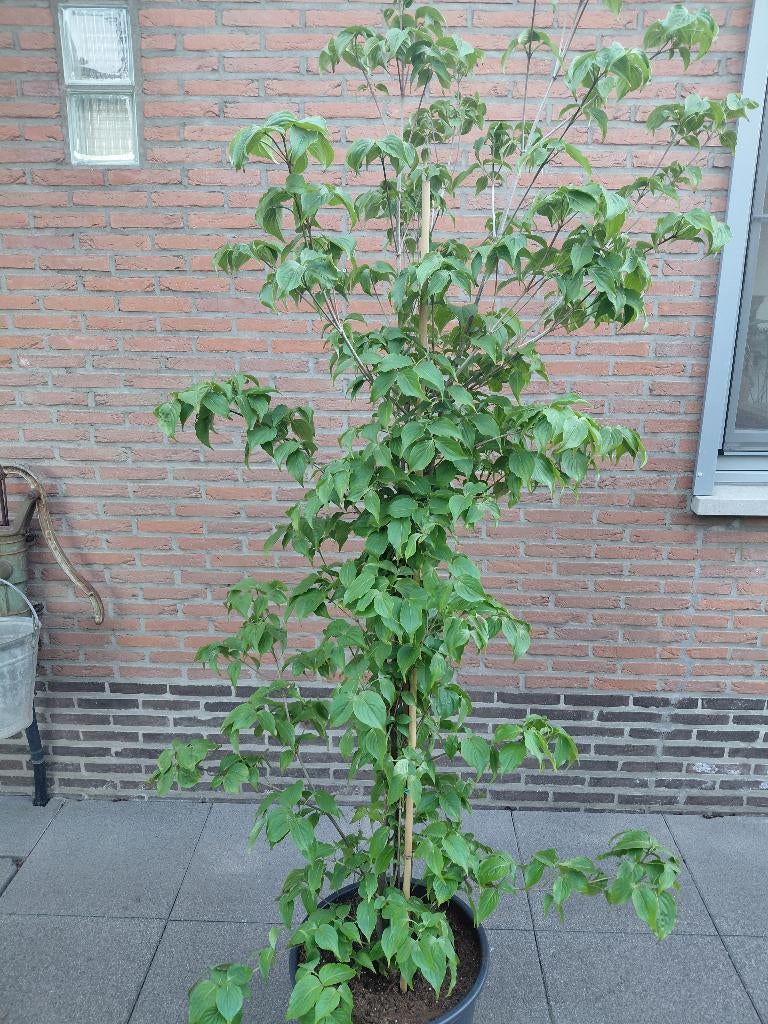 Cornus Kousa Chinensis, Ophalen, Halfschaduw
