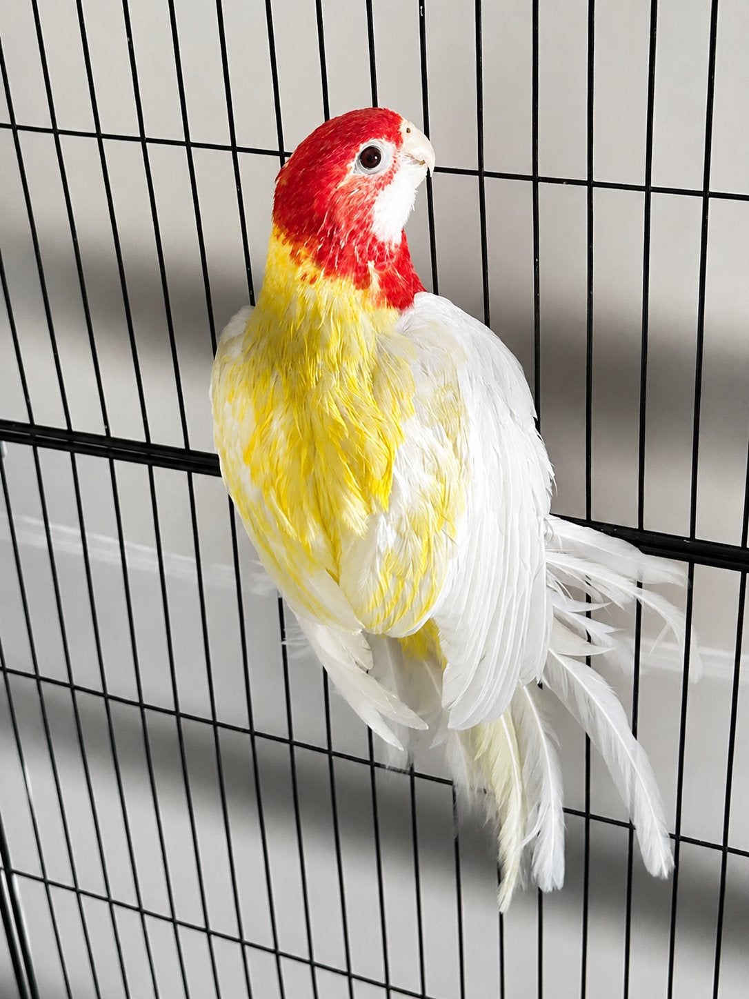 prachtig koppel Rosella papegaaien