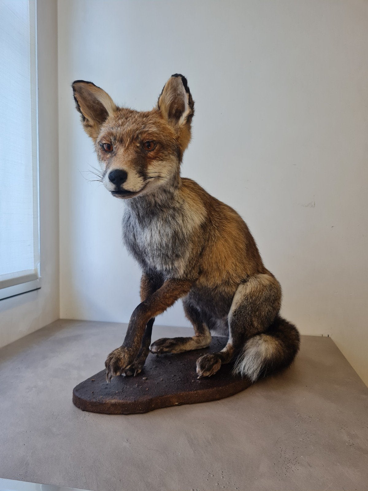 Opgezette vos taxidermie, Ophalen
