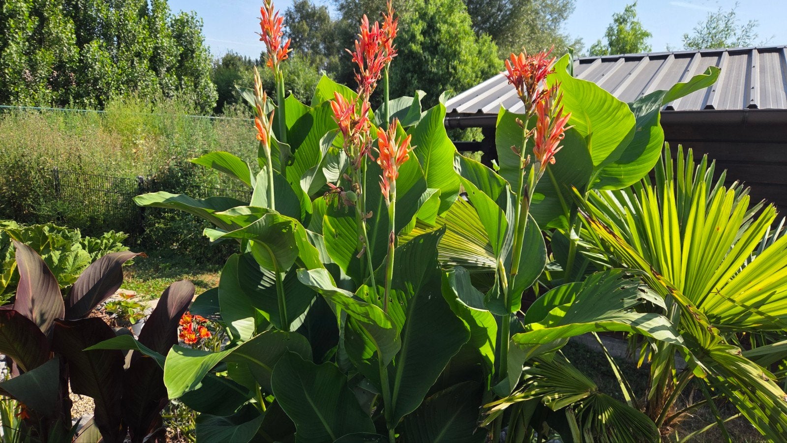Canna en crocosmia, Tuin en Terras, Ophalen