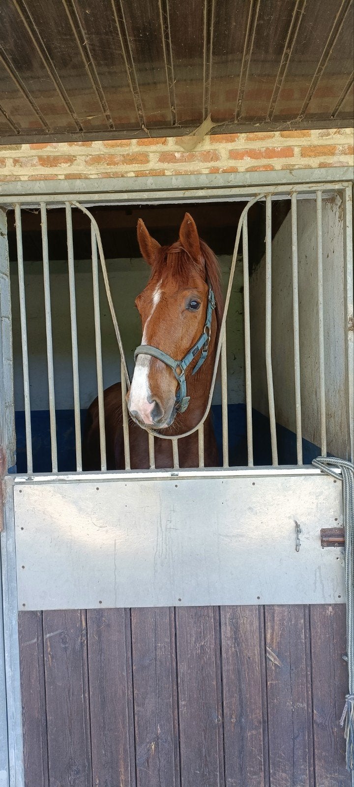knappe merrie, Animaux & Accessoires, Chevaux, Avec pedigree, B, 160 à 165 cm, Jument