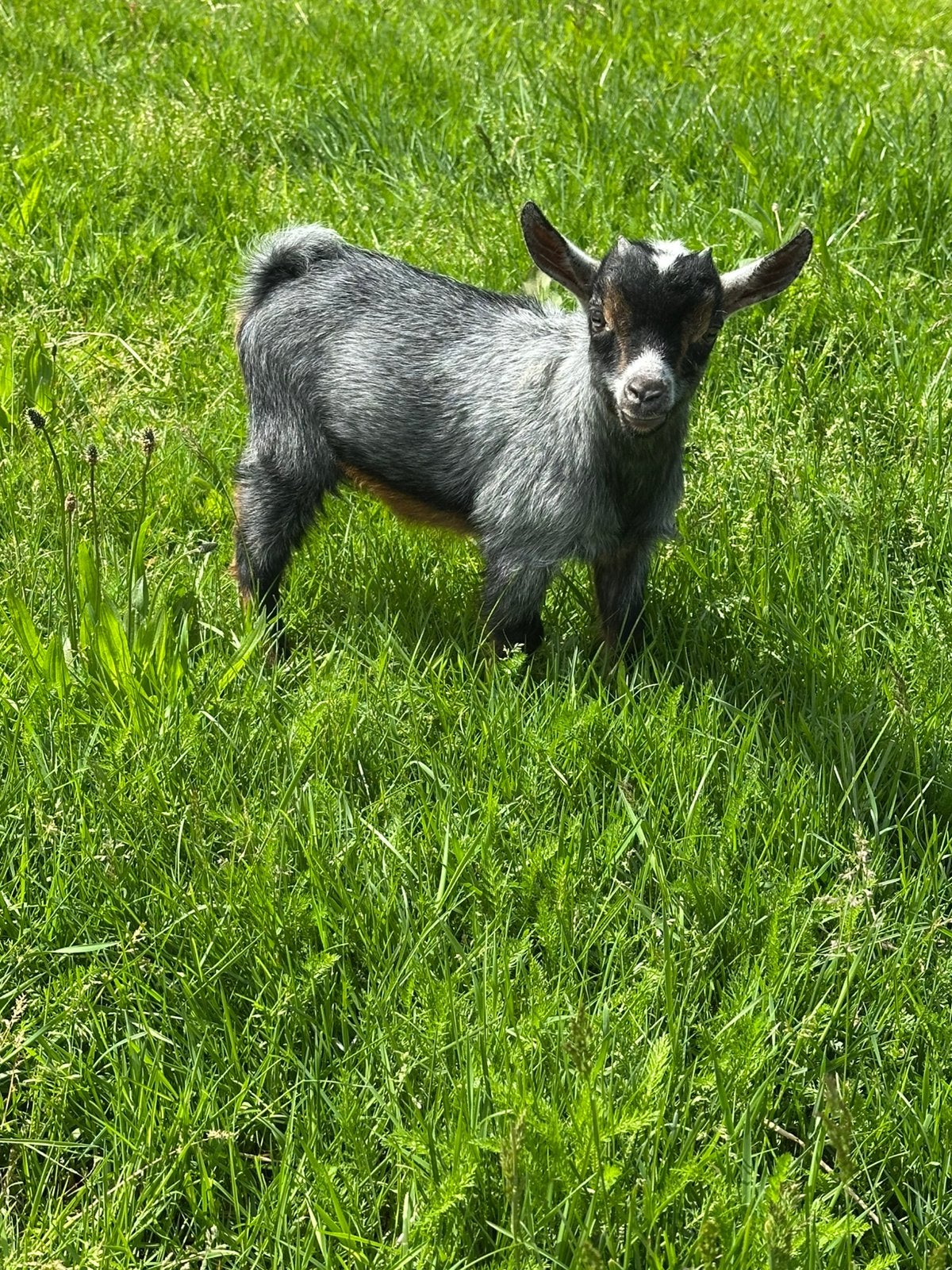 Dwerggeit blauwschimmel tan bokje, Dieren en Toebehoren, Schapen, Geiten en Varkens, Mannelijk, Geit, 0 tot 2 jaar