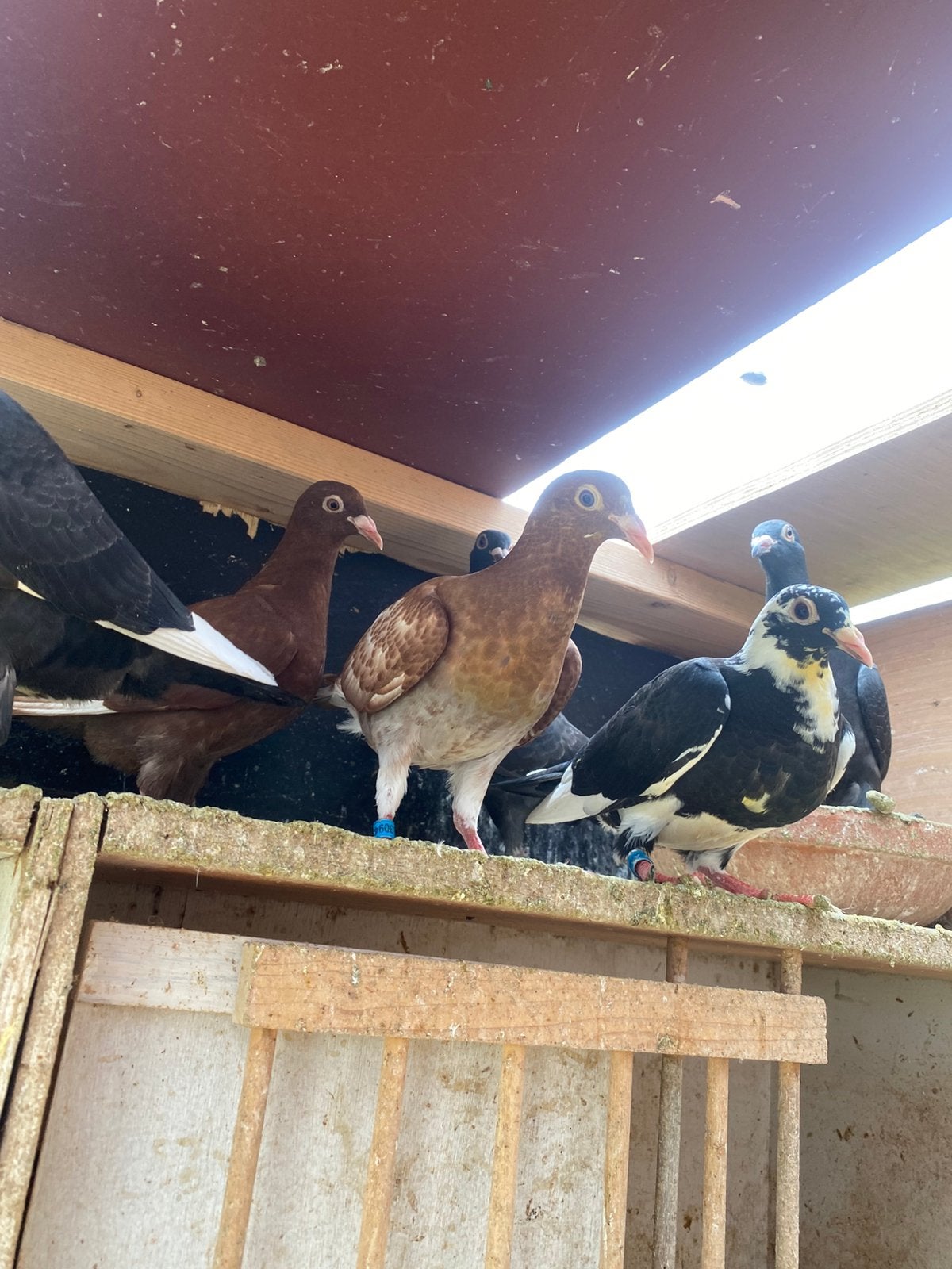 Meulemans shoko jongen, Dieren en Toebehoren, Vogels | Duiven, Meerdere dieren, Postduif
