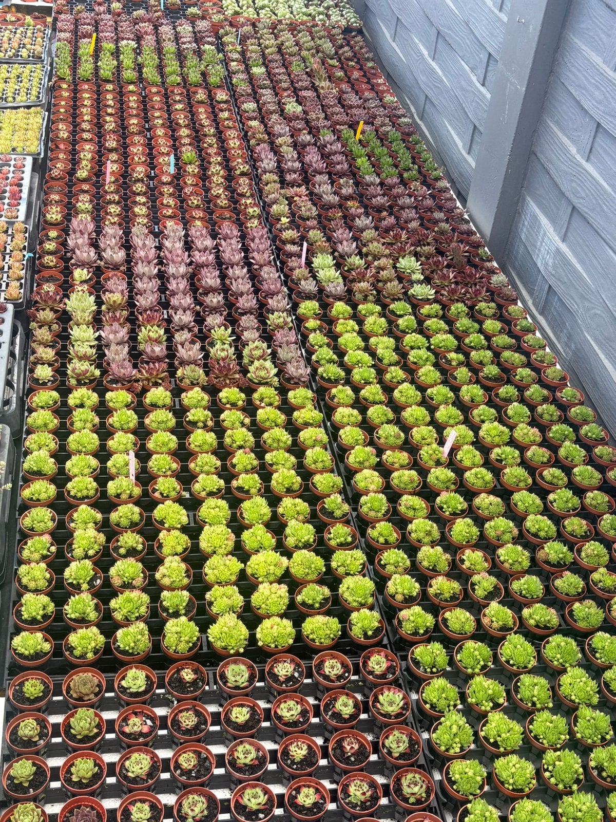 Sempervivum 0,50€, Tuin en Terras, Planten | Tuinplanten, Ophalen