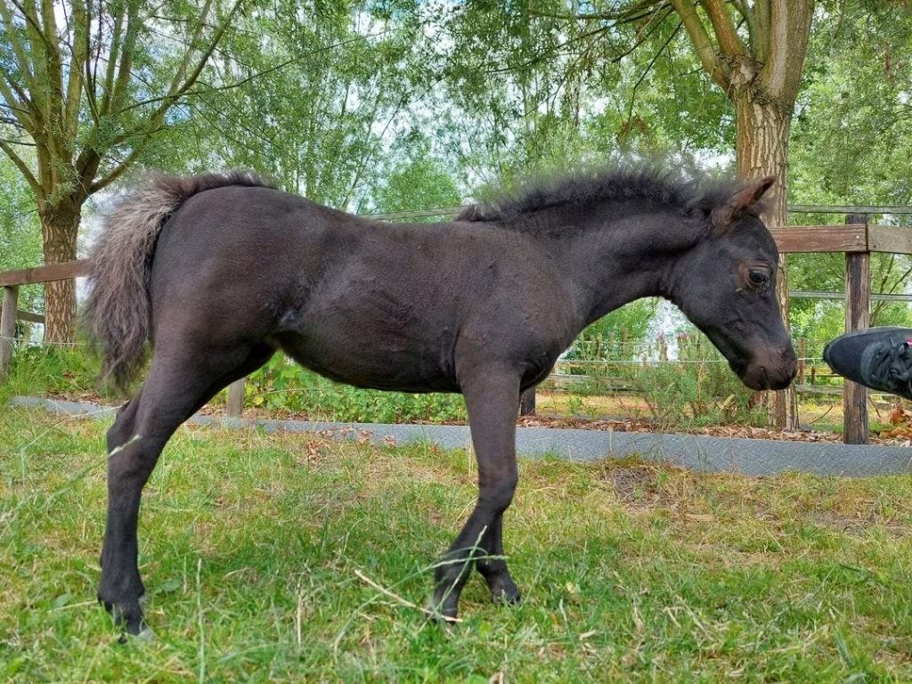 Prachtige Miniatuurpaarden met stamboom, Dieren en Toebehoren, Merrie, Met stamboom, 0 tot 2 jaar, A pony (tot 1.17m)