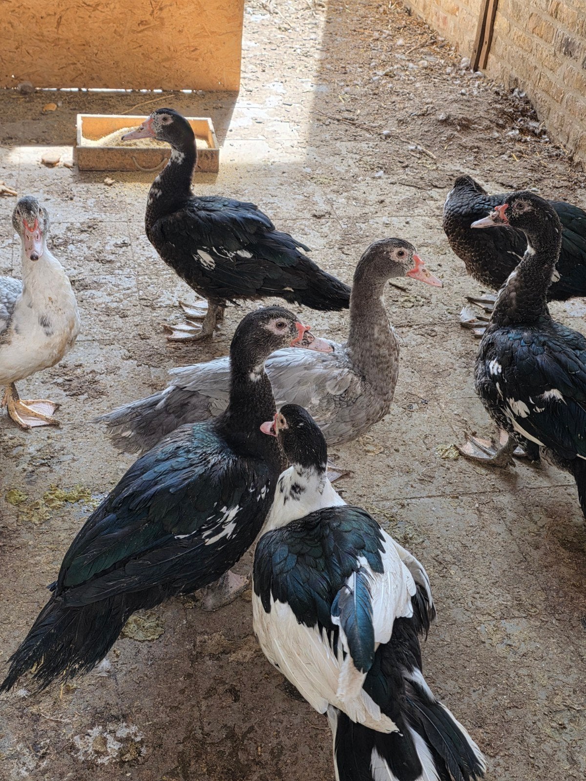 eenden tekoop, Dieren en Toebehoren, Pluimvee