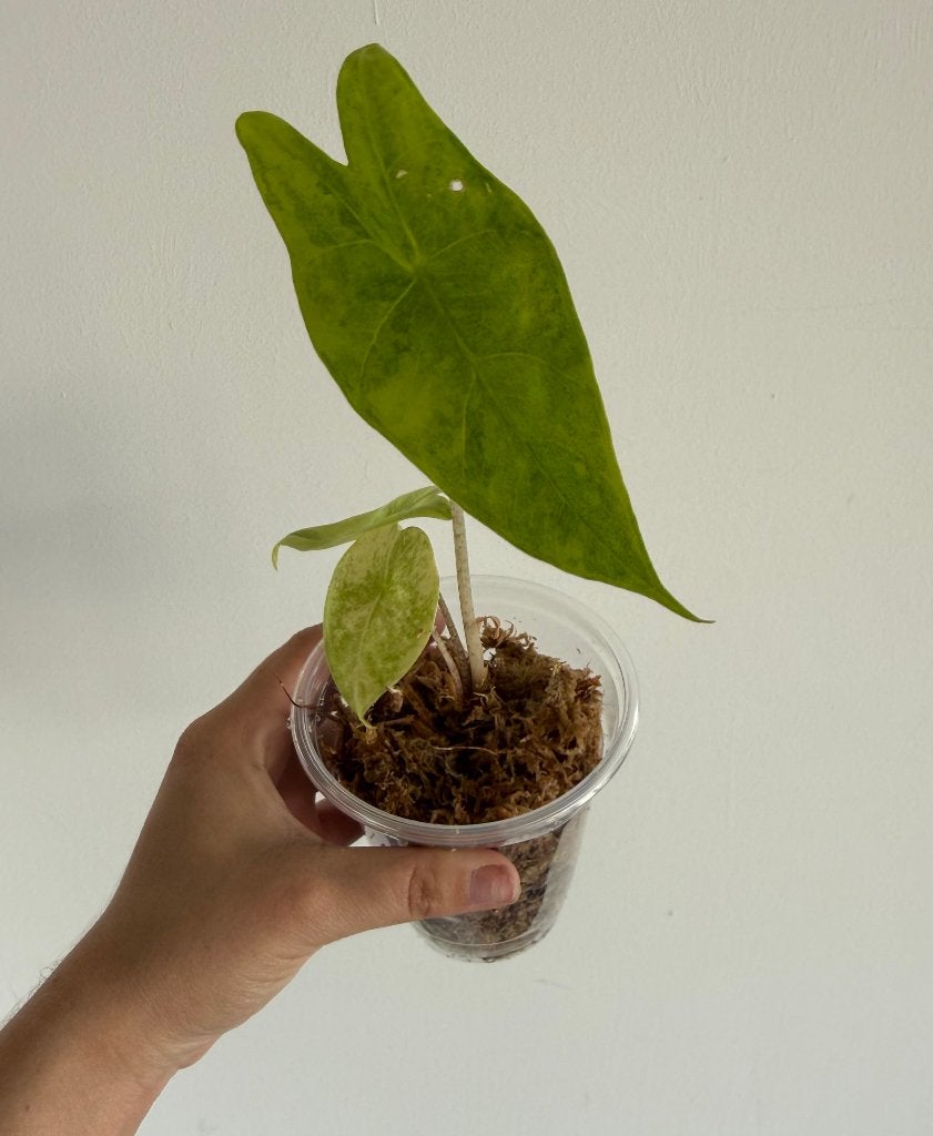 Alocasia Longiloba Aurea, Maison & Meubles, Plantes d'intérieur, Autres espèces, Enlèvement ou Envoi, Moins de 100 cm, Plante verte