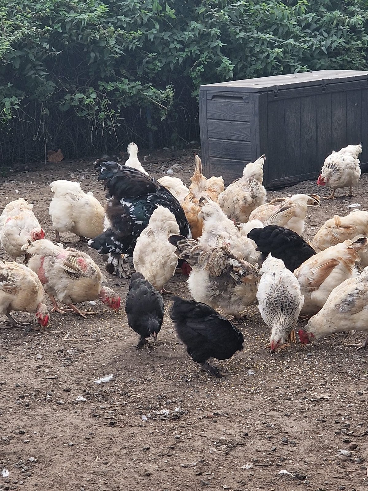 LegKippen en haan, Dieren en Toebehoren