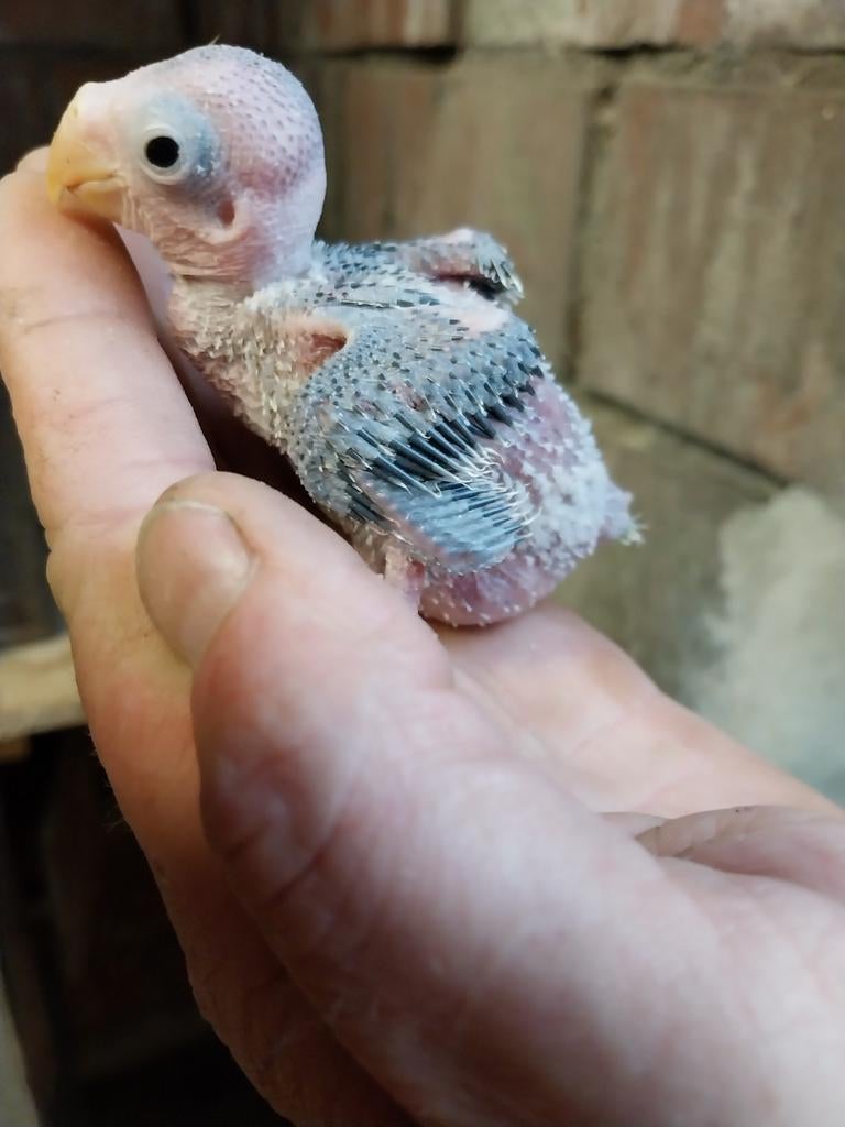 Pruimkopparkiet handopfok, Dieren en Toebehoren