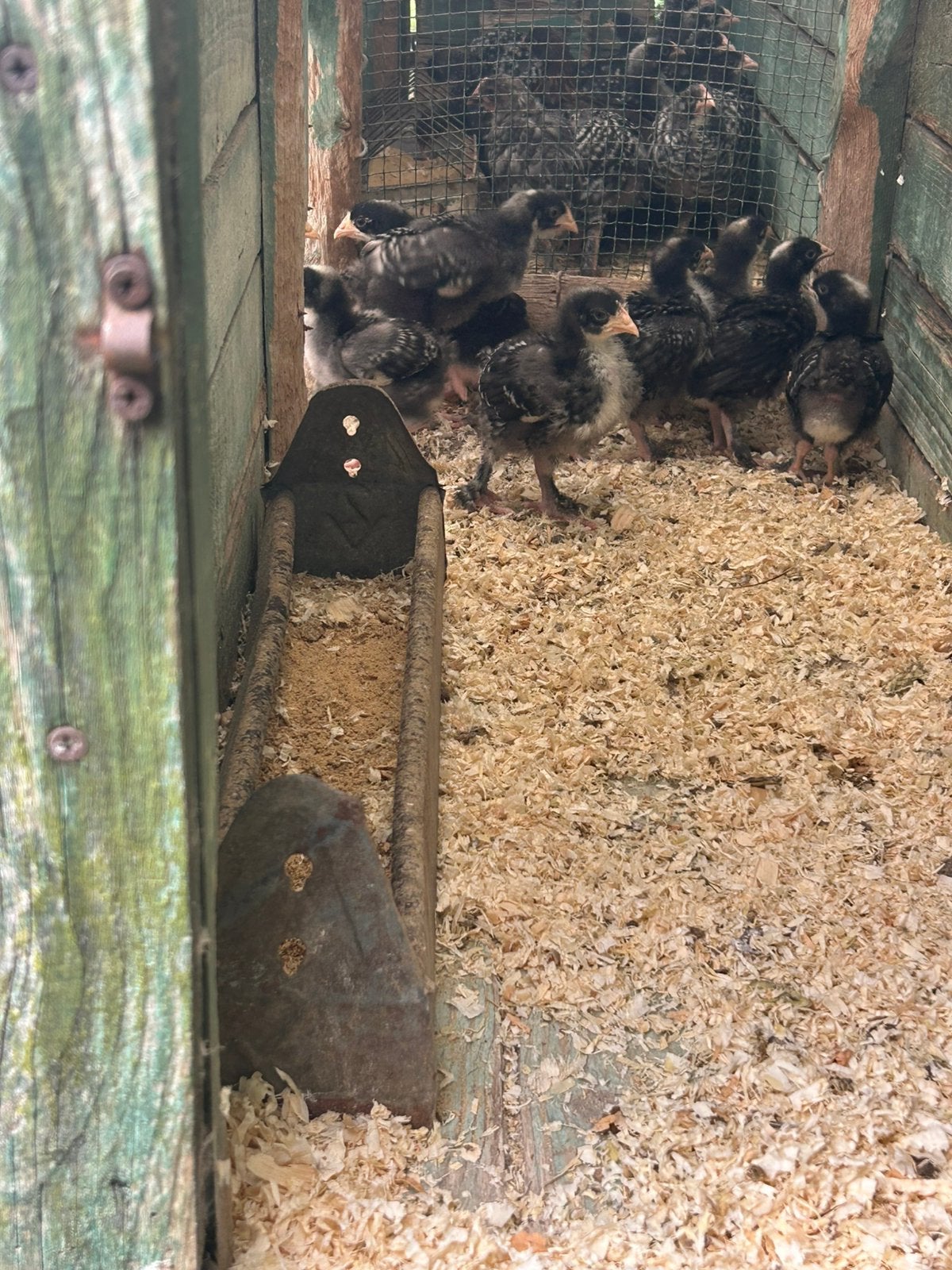 Mechelse koekoekkuikens, Dieren en Toebehoren, Pluimvee