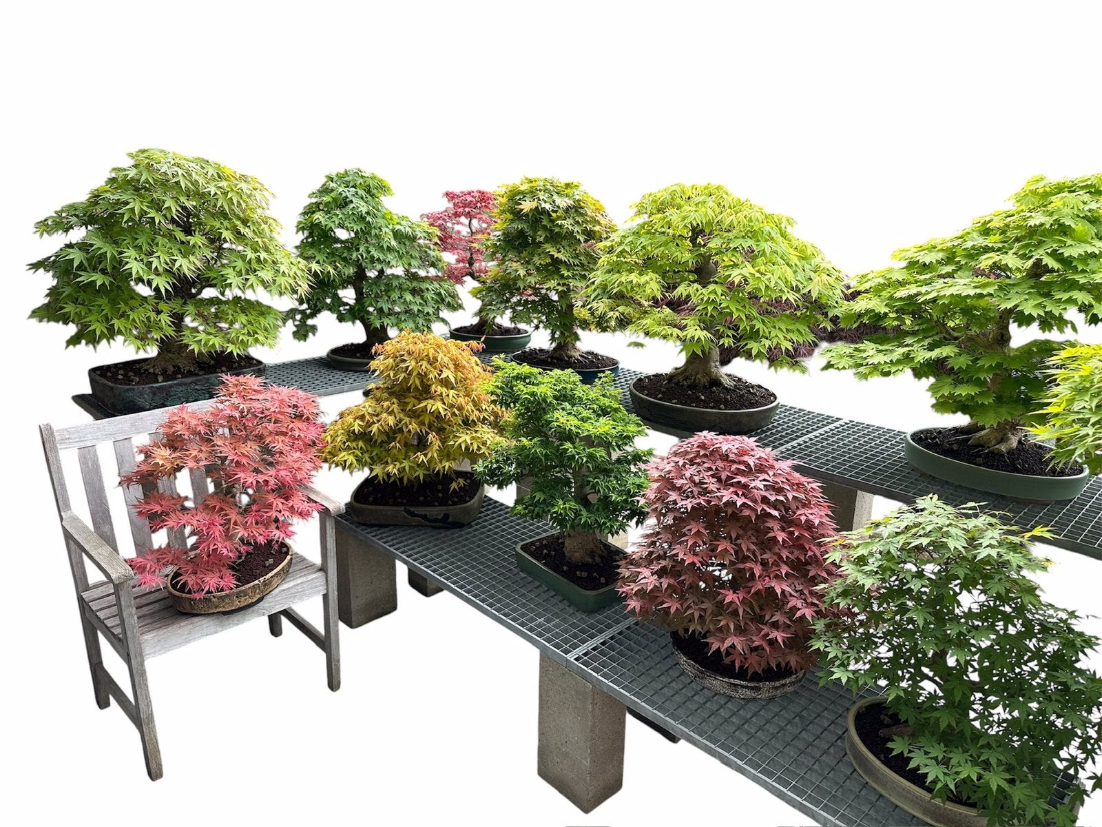 Bonsai colletie te koop door stopzetting hobby, Ophalen
