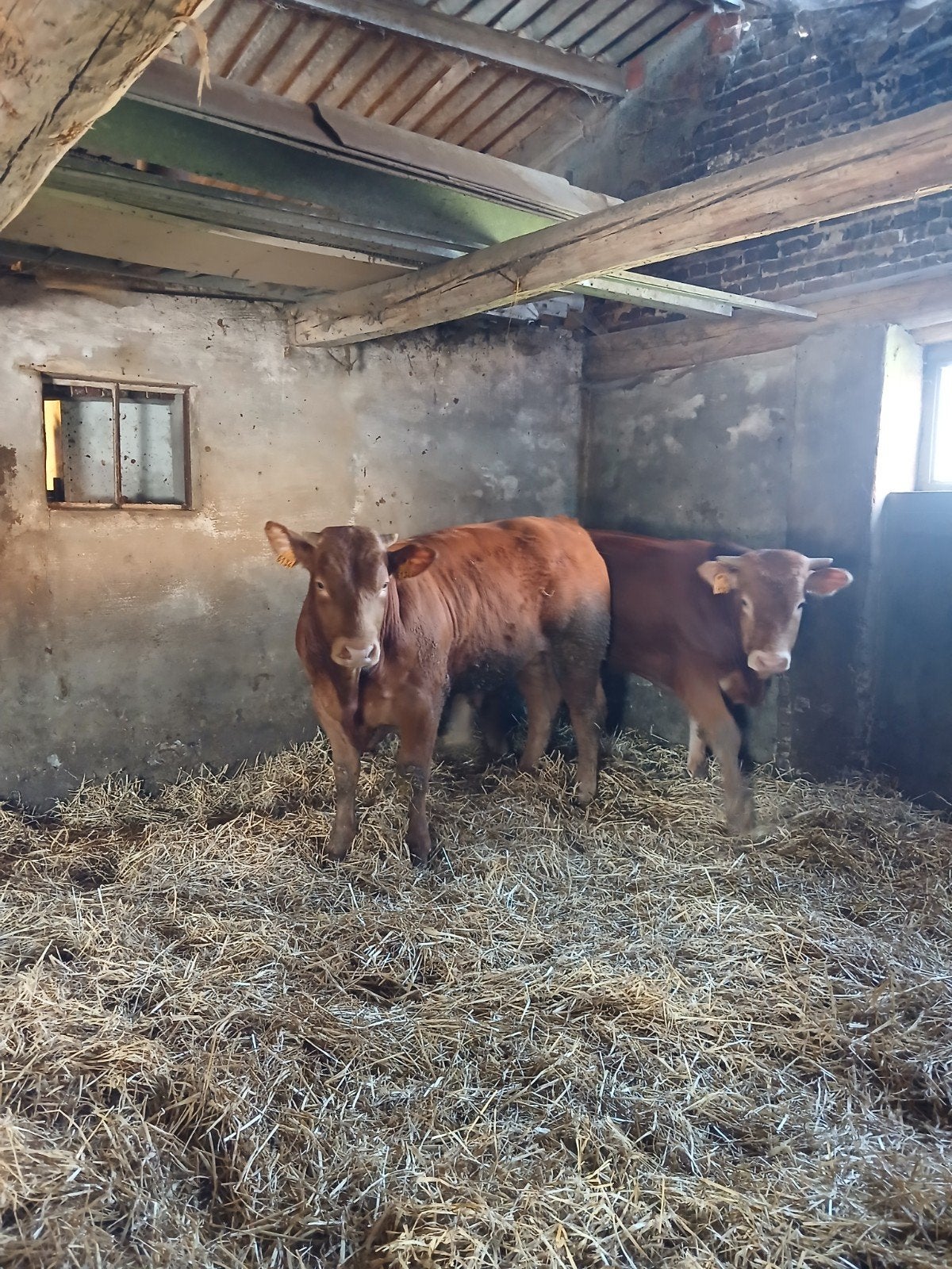 Limousin stieren, Dieren en Toebehoren, Runderen