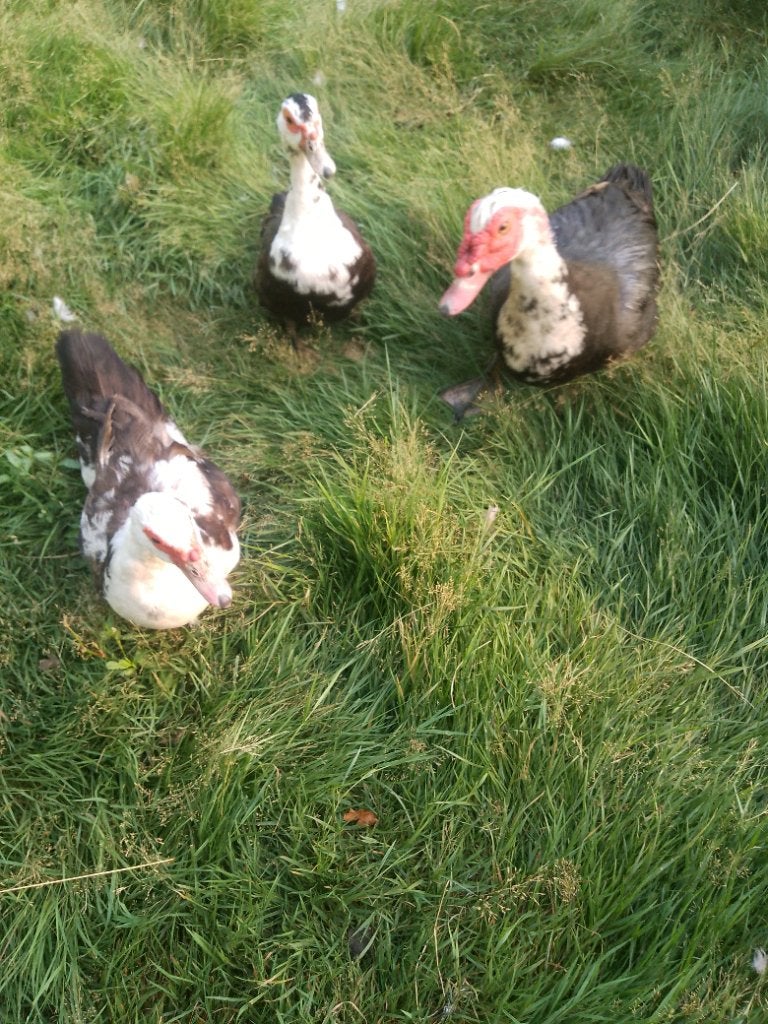 Barberie eenden, Meerdere dieren, Eend