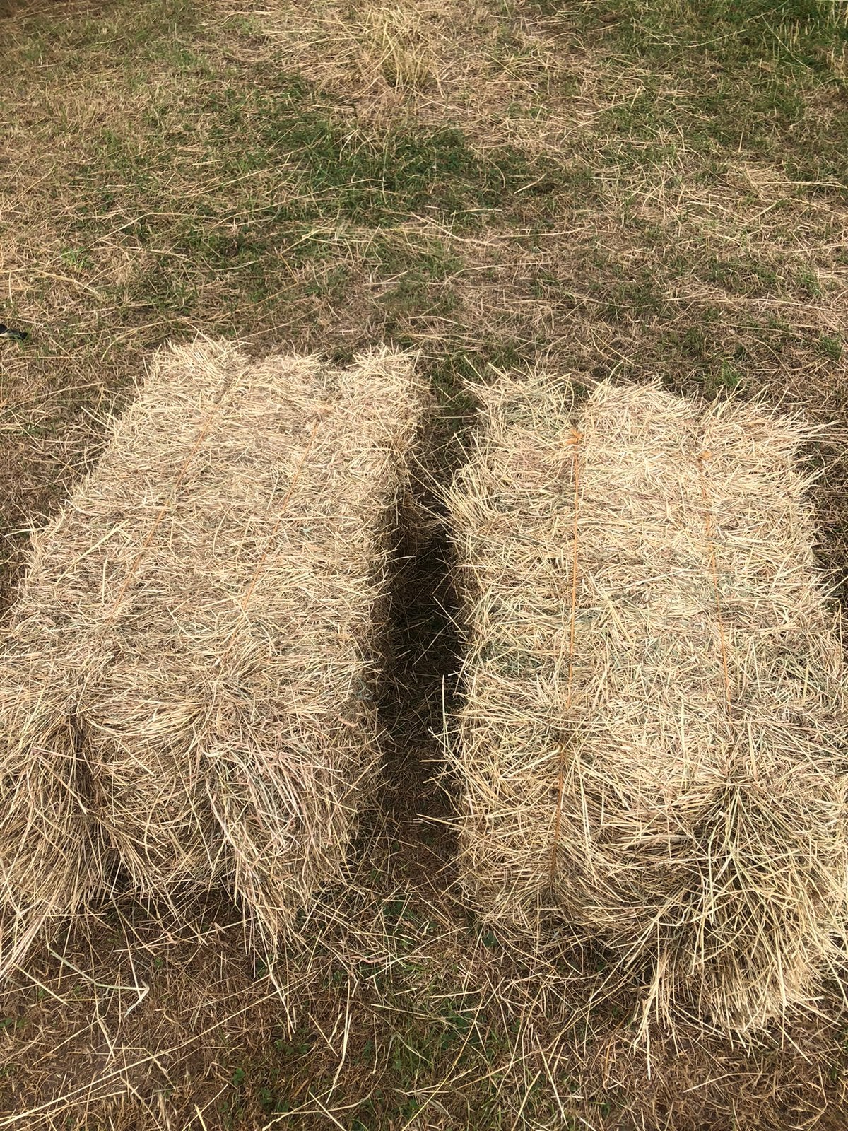 kleine balen hooi hard geperst, Dieren en Toebehoren, Dierenvoeding, Ophalen, Vee