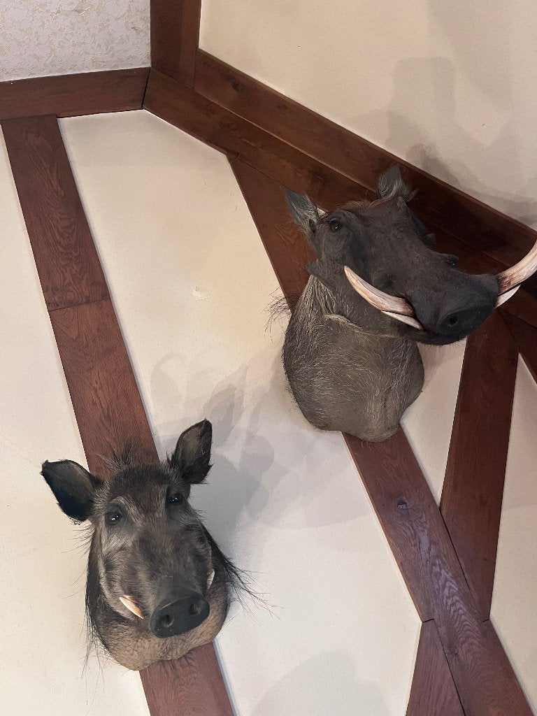 Opgezette afrikaanse zwijnenkoppen-taxidermie-jachttrofee, Ophalen, Gebruikt, Wild dier, Gewei of Kop