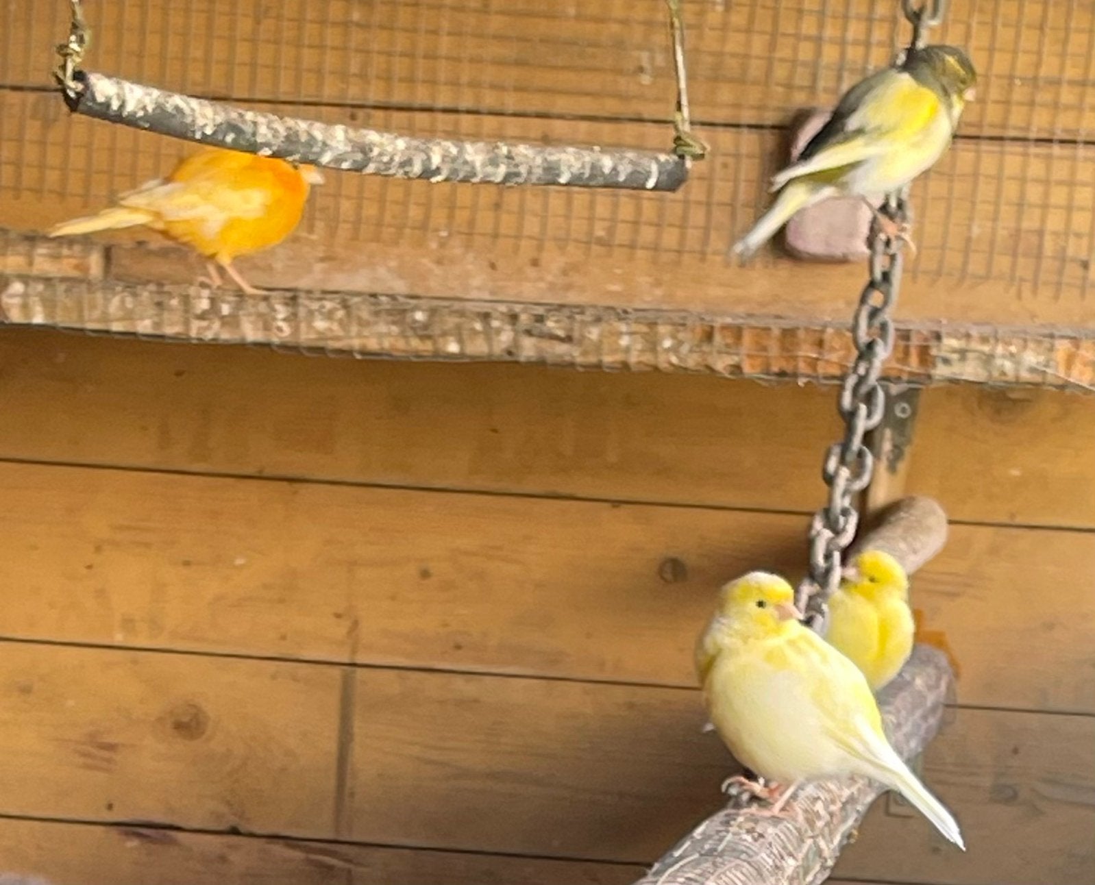 kanaries, Dieren en Toebehoren, Vogels | Kanaries
