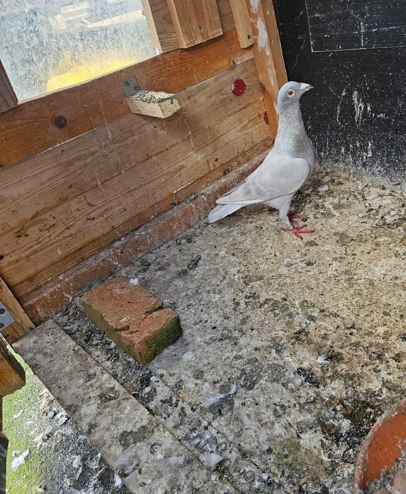 postduiven, Dieren en Toebehoren