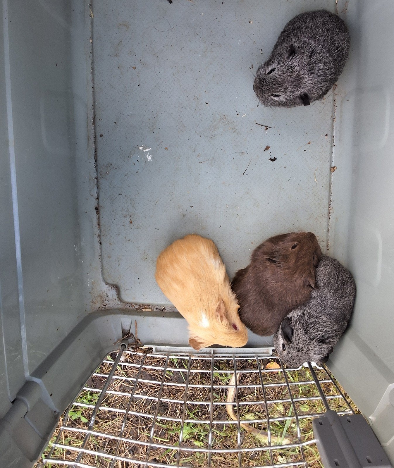 cavia zeugjes, Animaux & Accessoires, Septembre, Femelle, Cobaye