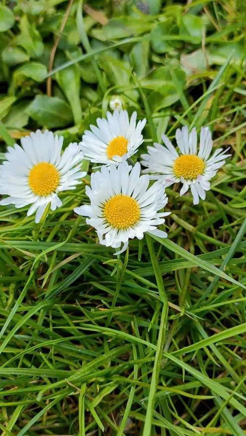 Wilde madeliefjes, Tuin en Terras, Vaste plant, Halfschaduw, Lente, Ophalen