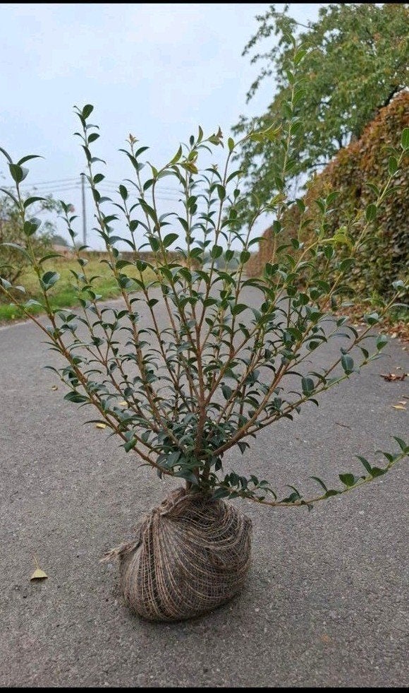 Osmanthus burkwoodii – Schijnhulst, Tuin en Terras, Ophalen, Haag