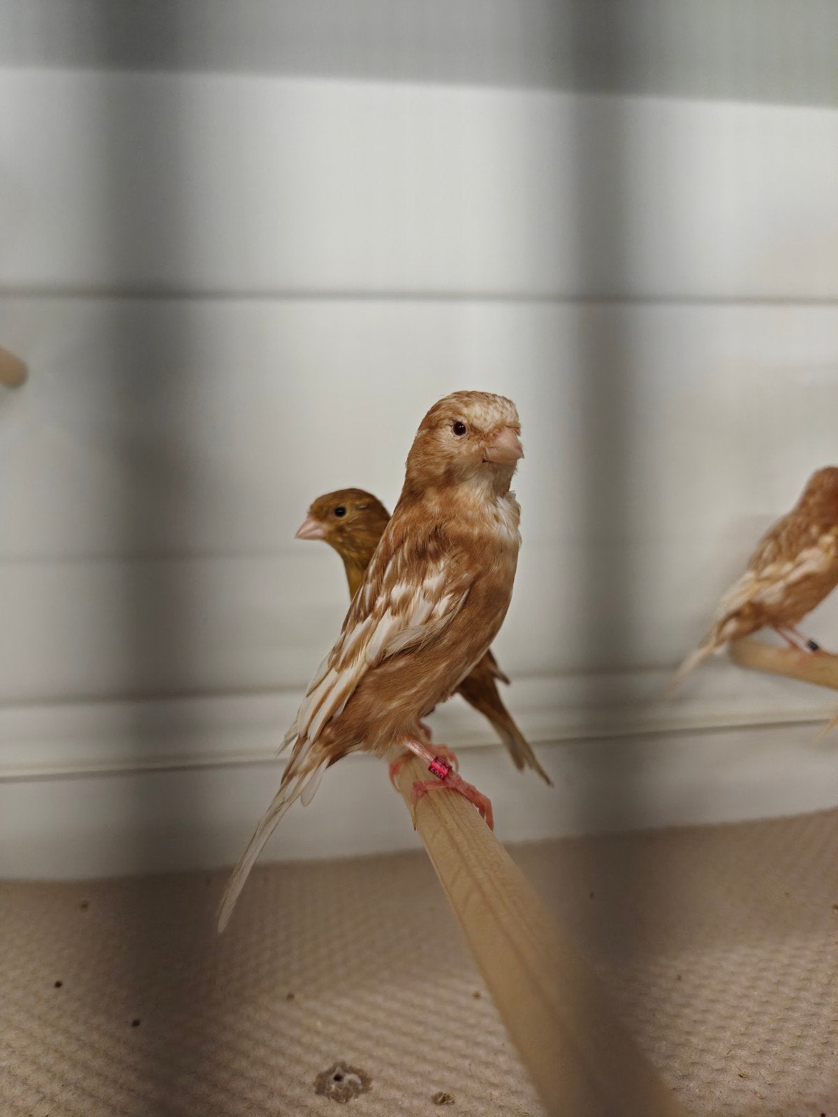phaeo kanaries, Dieren en Toebehoren, Meerdere dieren, Kleurkanarie