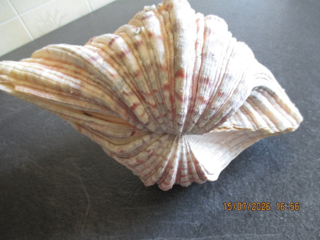 Grote Prachtige Dubbele Schelp, Verzamelen, Ophalen of Verzenden, Schelp(en)