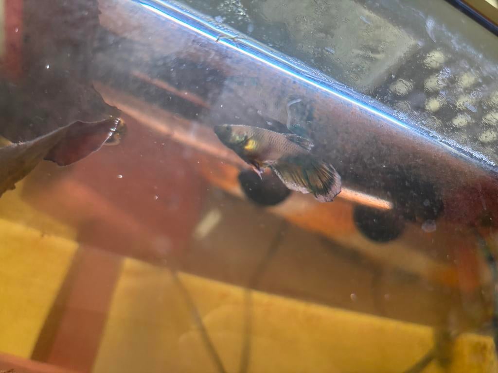 Unieke Baby Betta’s(Galaxy/Koi x Fluorescerend Gen) zeldzaam, Poisson, Poisson d'eau douce