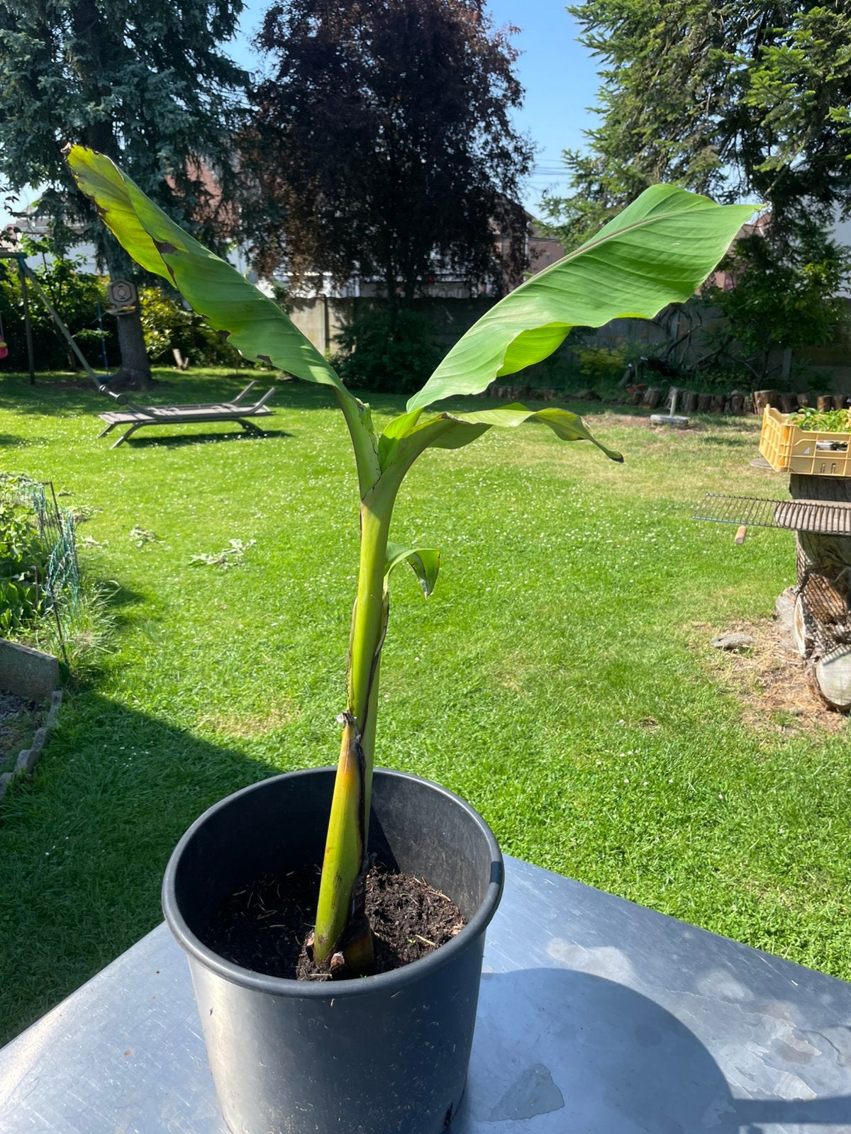 Bananier fu Japon 80 cm., En pot, Plein soleil, Ne fleurit pas, Enlèvement