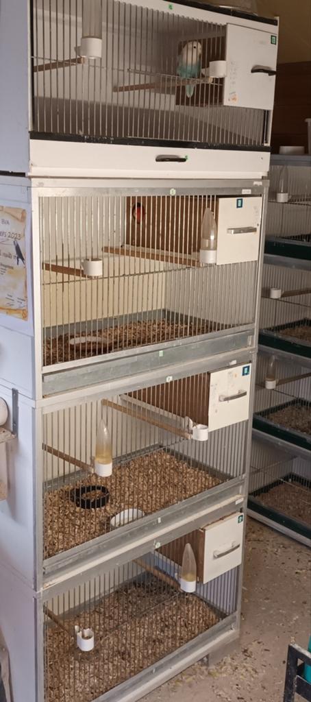 Deze 4 Kweekkooien kompleet, met nestblok en gril., Enlèvement