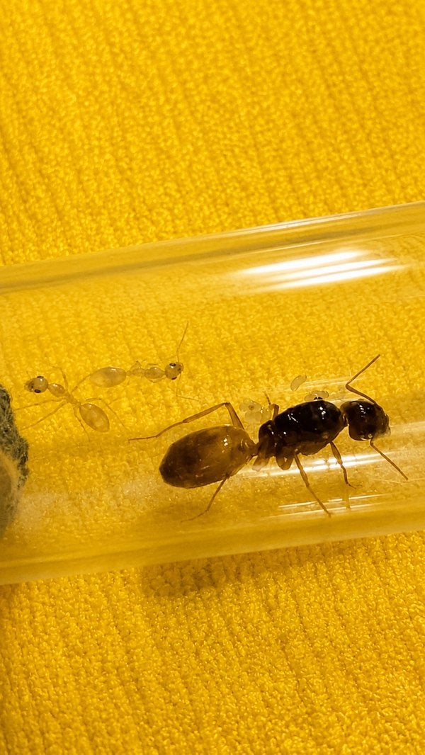 Camponotus Fedtschenkoi koningin met 1-5 werksters, Dieren en Toebehoren, Mieren