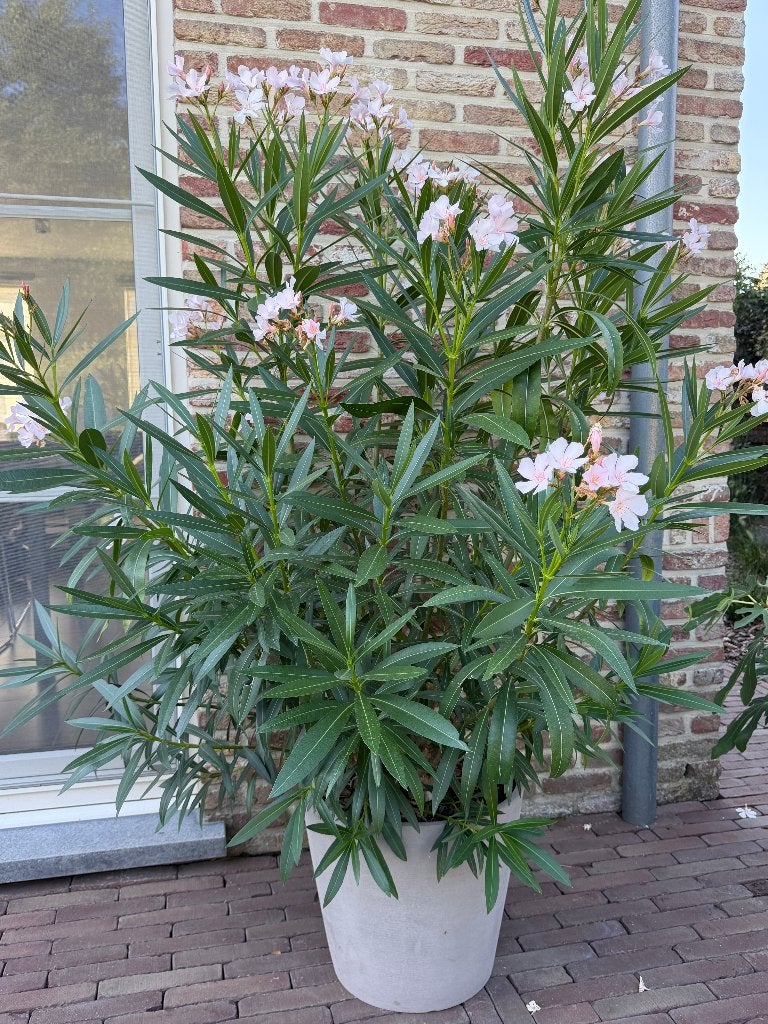 oleander ( hoogte 1m60), Tuin en Terras, Planten | Tuinplanten, Ophalen, Vaste plant