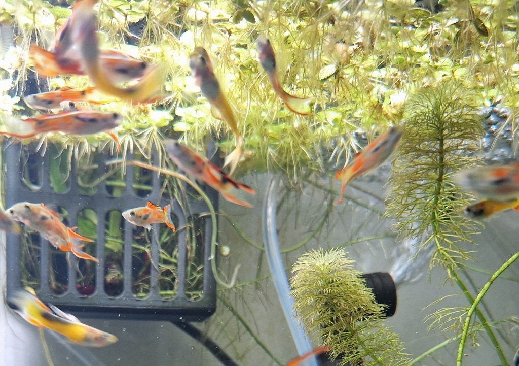Endler guppy's, Dieren en Toebehoren, Vissen | Aquariumvissen, Vis, Zoetwatervis