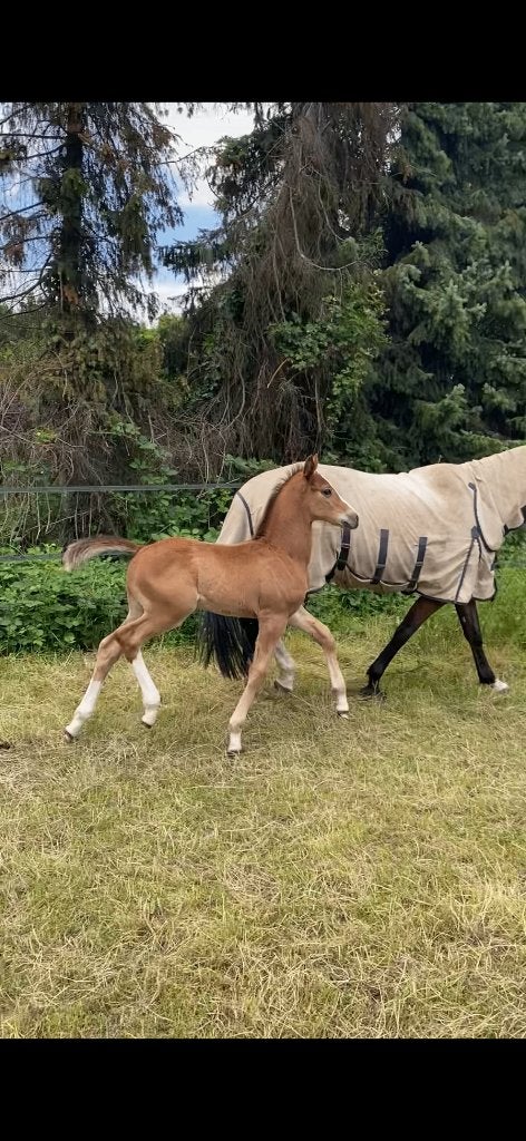 Chique hengstveulen, Étalon, Avec pedigree, 0 à 2 ans