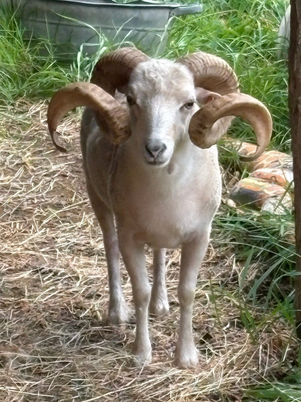 Ouessant ram.  Prachtig en vruchtbaar. Geboortejaar 2020, Dieren en Toebehoren, Mannelijk, Schaap