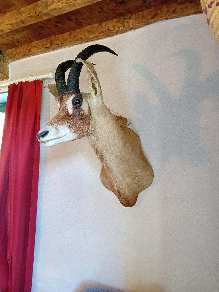 Grote opgezette kop van ROAN ANTILOPE, Ophalen, Gebruikt, Wild dier, Opgezet dier
