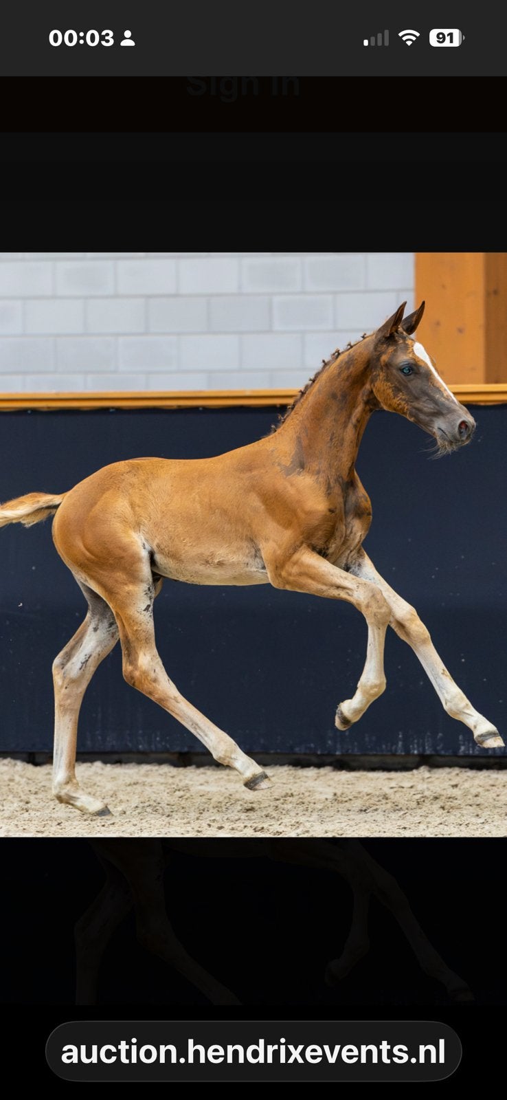 Hengstveulen Tobago x Vigo, Dieren en Toebehoren, Hengst, Z, Springpaard