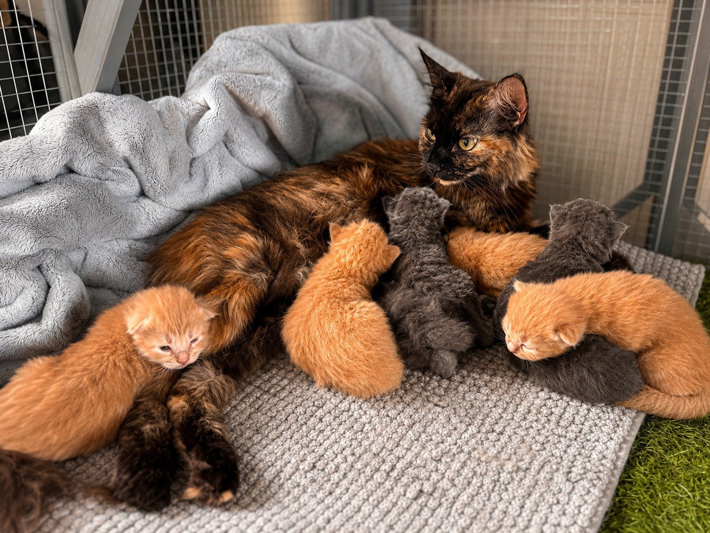 Maine coon kittens, Dieren en Toebehoren, Katten en Kittens | Raskatten | Langhaar, Meerdere dieren, Gechipt, 0 tot 2 jaar