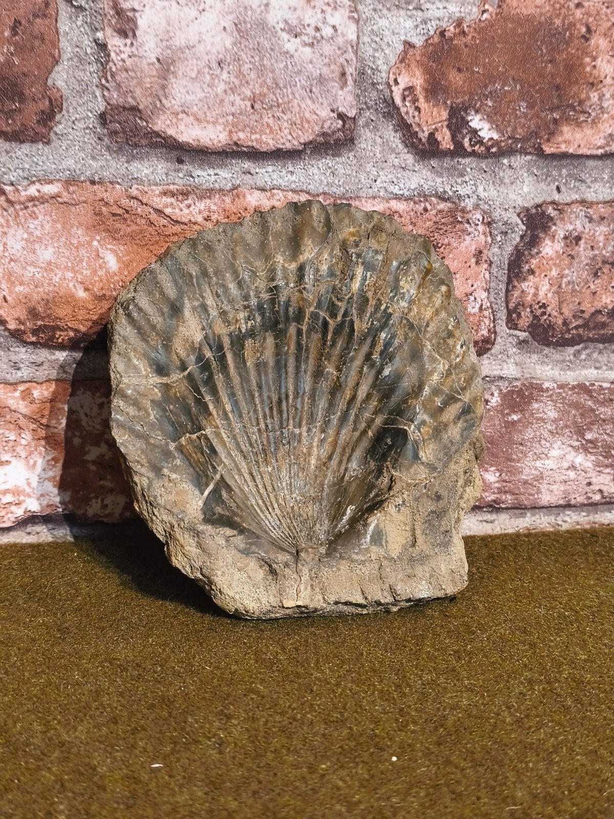 fossile ? coquillage, Collections, Minéraux & Fossiles, Enlèvement ou Envoi, Fossile