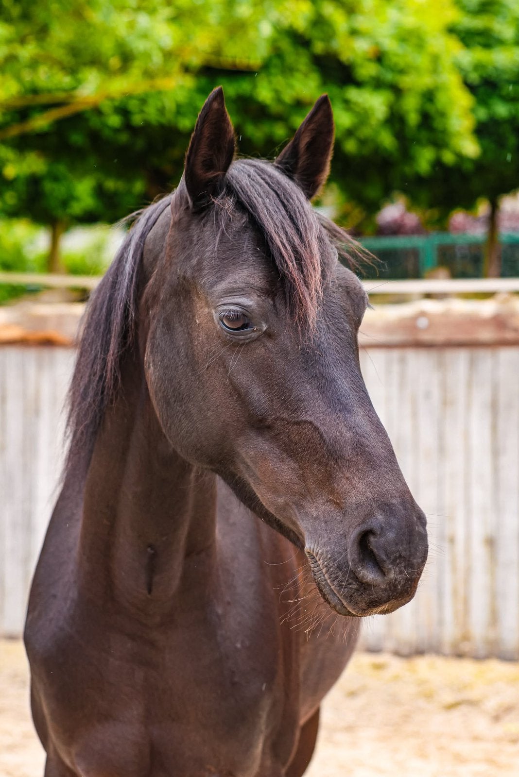 D-pony te koop, Dieren en Toebehoren, Meerdere dieren, Zadelmak, Met stamboom