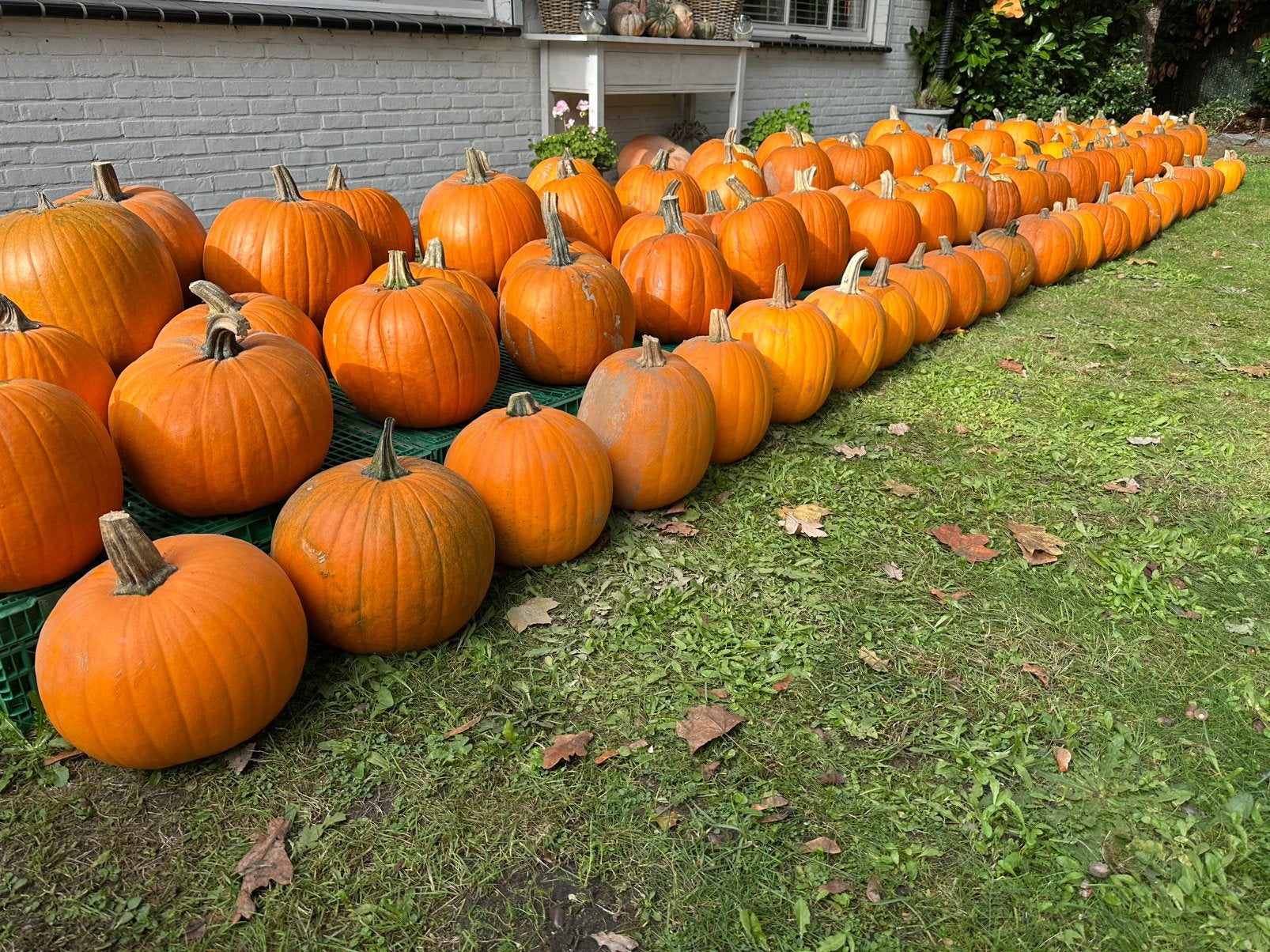 Halloween, Diversen, Ophalen