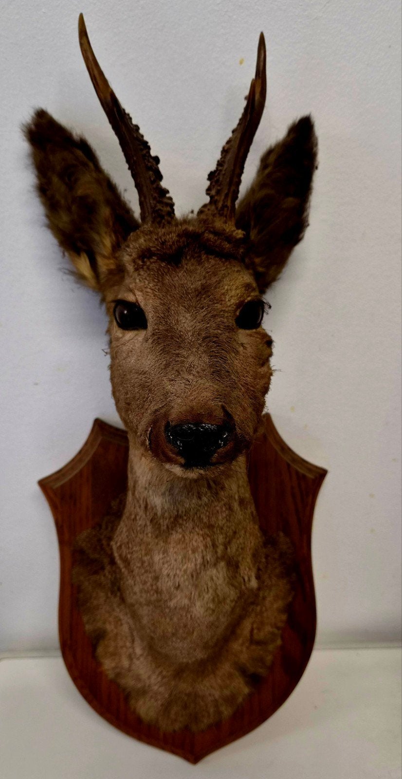 Hert, Collections, Enlèvement, Comme neuf, Cerf, Animal empaillé