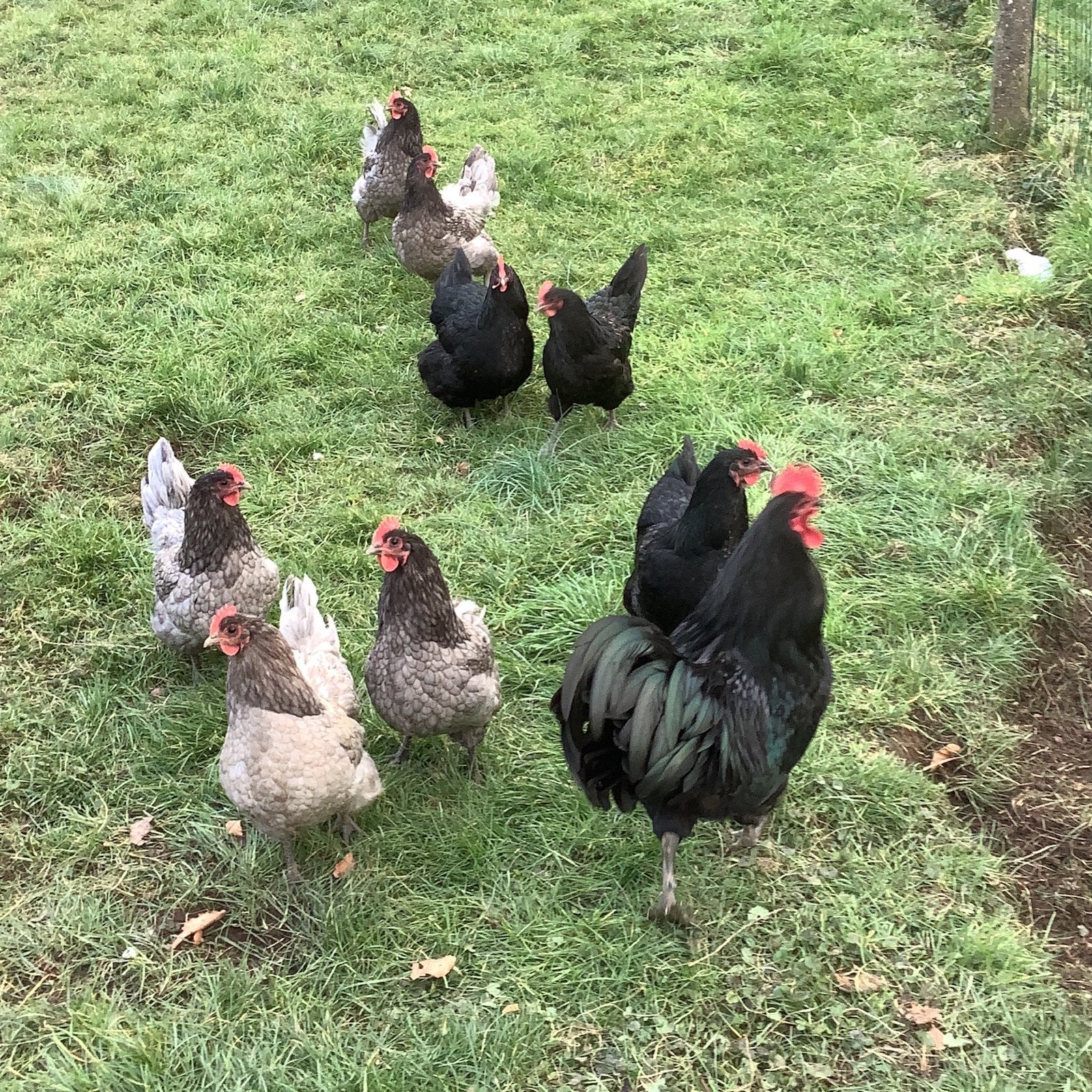 Australorp, Dieren en Toebehoren, Kip