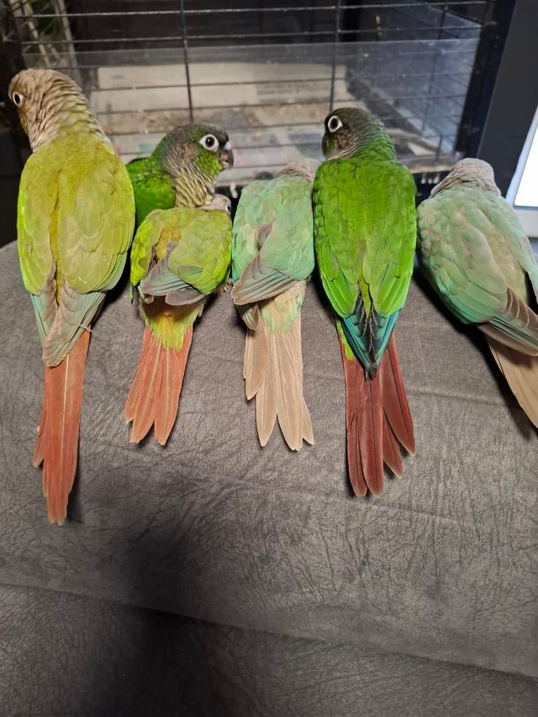 Oiseaux, Enlèvement