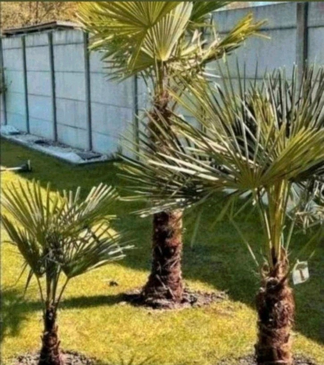 Palmiers rustiques Trachycarpus Fortunei, Jardin & Terrasse, Enlèvement