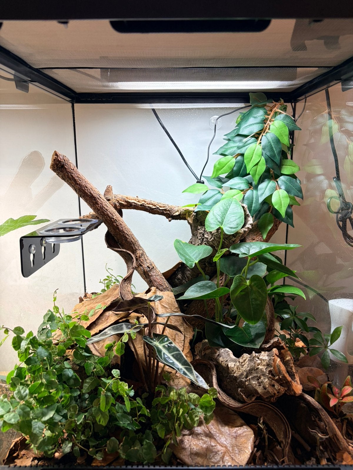 Gargoyle gekko - vrouwtje + terrarium + toebehoren, Dieren en Toebehoren, Ophalen, Zo goed als nieuw