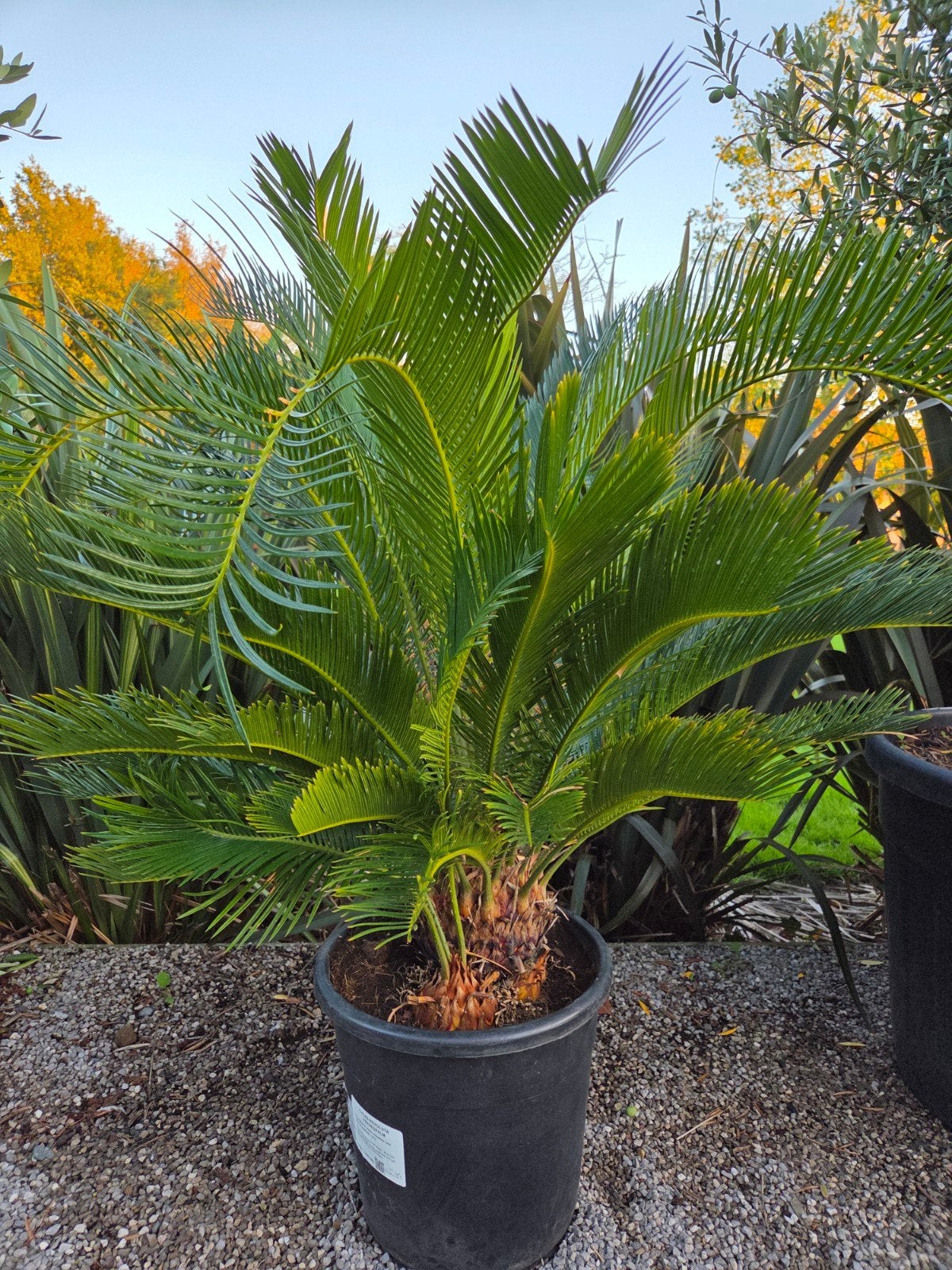 Cycas Revoluta - Vredespalm, Ophalen