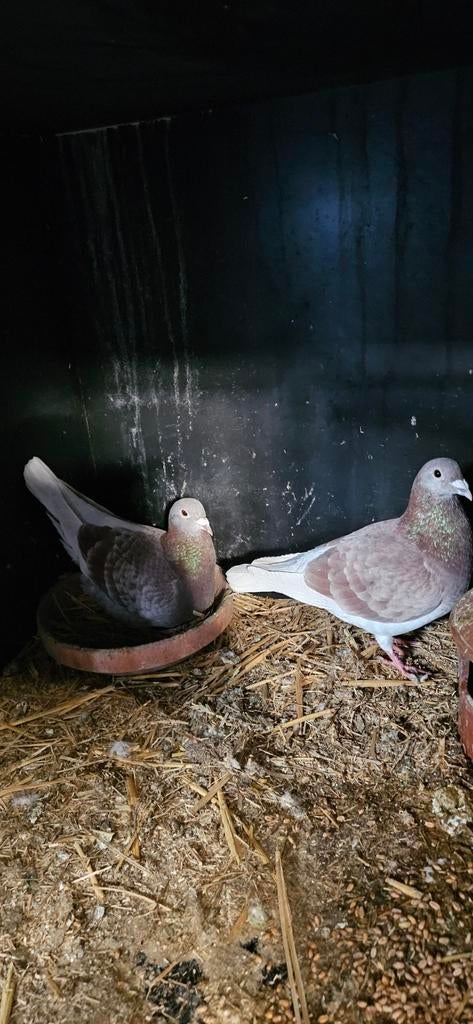 Mooi koppeltje ongeringde postduiven voor 20 euro, Dieren en Toebehoren