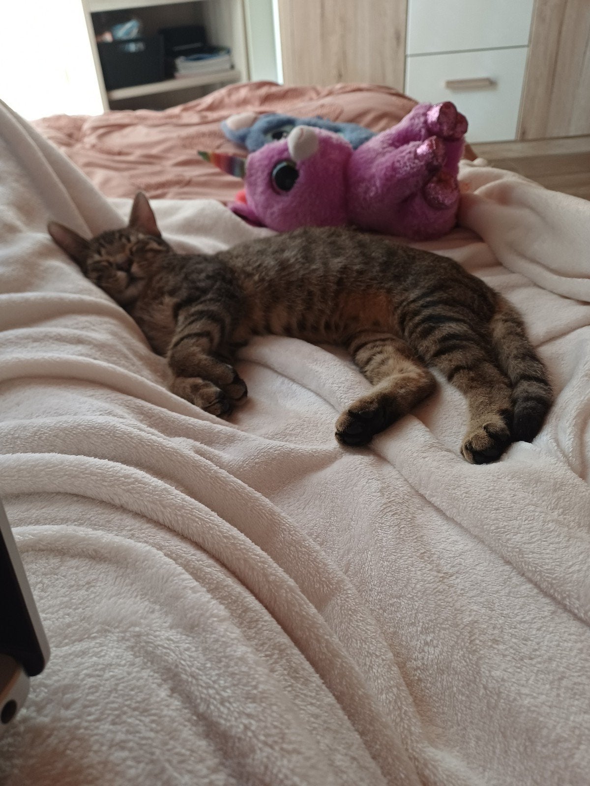 Lieve kat zoekt een warm thuis GRATIS
Lieve en schattige kat, Ophalen